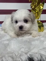 Eclipse, a female Mal Shi for sale in Mobile, AL – 1 of 4