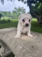 Fauna, a female Maltipoo for sale in Mobile, AL – 2 of 4