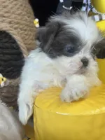 Azul, a male Shih Tzu for sale in Grand Bay, AL – 3 of 5