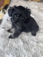 Phantom, a male Schnoodle for sale in Grand Bay, AL – 2 of 5