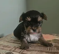 Pia, a female Yorkshire Terrier for sale in Grand Bay, AL – 2 of 5