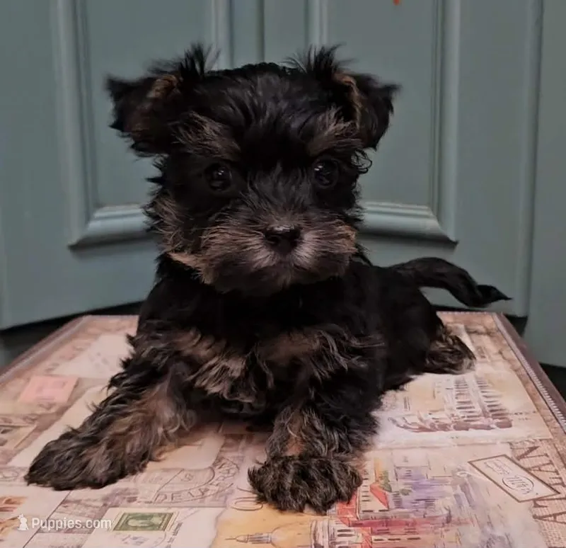 Thia  – Yorkshire Terrier puppy for sale in Grand Bay, AL