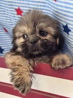 Happy, a male Shih Tzu for sale in Mobile, AL – 3 of 3