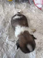 Nash, a male Shih Tzu for sale in Mobile, AL – 3 of 3