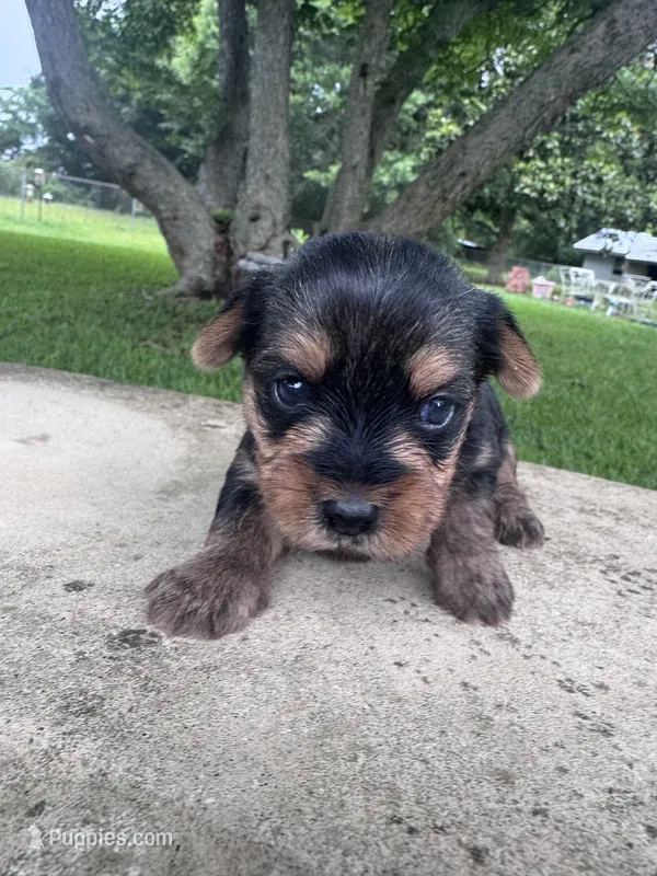 Milky way – Yorkshire Terrier puppy for sale in Mobile, AL