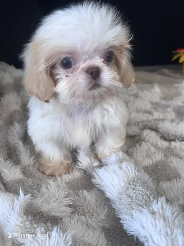 Laden – Shih Tzu puppy for sale in Grand Bay, AL