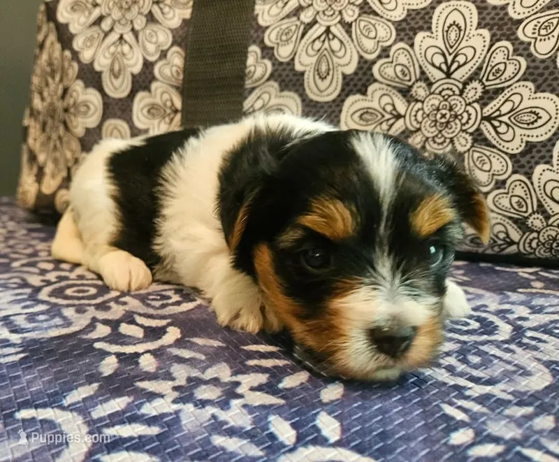 Jack – Yorkshire Terrier puppy for sale in Mobile, AL