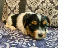 Jack, a male Yorkshire Terrier for sale in Mobile, AL – 1 of 1