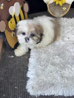 Kate, a female Shih Tzu for sale in Mobile, AL – 5 of 5