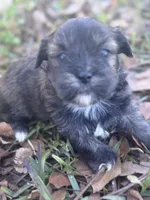 Beary, a male Shorkie for sale in Mobile, AL – Photo 2 of 4