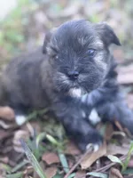 Beary, a male Shorkie for sale in Mobile, AL – Photo 1 of 4