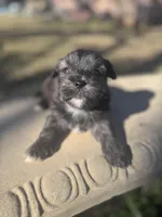Beary, a male Shorkie for sale in Mobile, AL – Photo 3 of 4