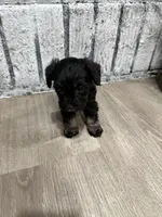 Schnuggles, a female Schnoodle for sale in Mobile, AL – 2 of 6