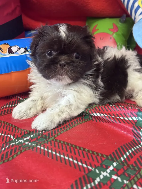 Solstice  – Shih Tzu puppy for sale in Mobile, AL