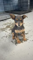 Sassy Frassy, a female Chihuahua for sale in Mobile, AL – 2 of 6
