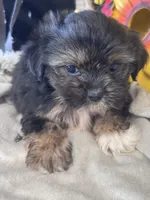 Gertrude, a female Pekingese and Shih Tzu for sale in Grand Bay, AL – 4 of 5