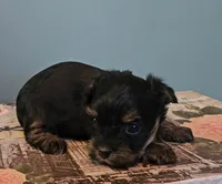 Thia, a female Yorkshire Terrier for sale in Grand Bay, AL – 6 of 6