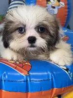 Fella, a male Shih Tzu for sale in Mobile, AL – 4 of 4