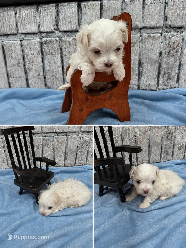 Girasol – Maltese puppy for sale in Mobile, AL