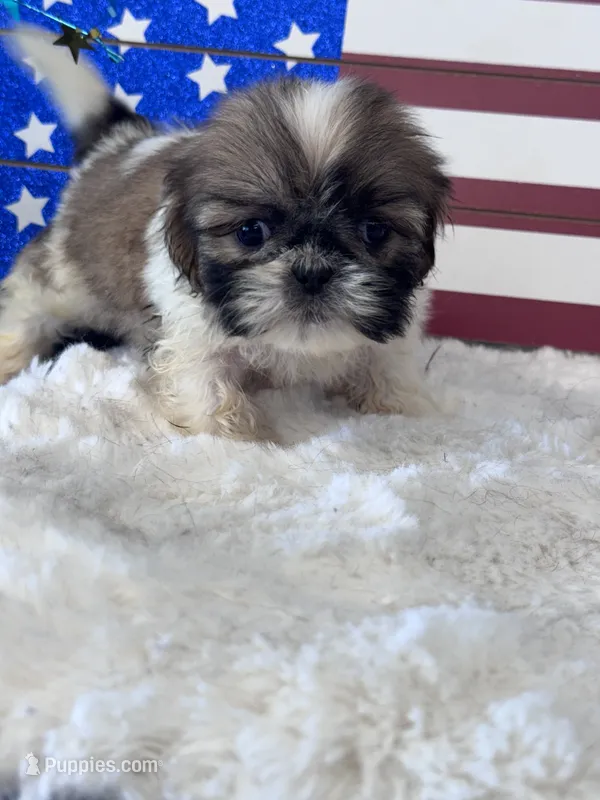 Nash – Shih Tzu puppy for sale in Mobile, AL