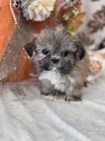 Peanut, a male Shih Tzu for sale in Grand Bay, AL – 4 of 5