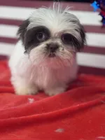 Jiggy, a male Shih Tzu for sale in Mobile, AL – 2 of 7