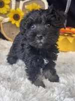Schnuggles, a female Schnoodle for sale in Grand Bay, AL – 2 of 5