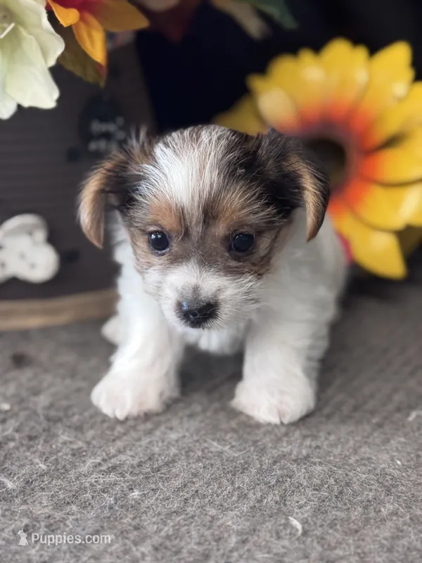Manny – Yorkshire Terrier puppy for sale in Grand Bay, AL