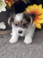 Manny, a male Yorkshire Terrier for sale in Grand Bay, AL – 1 of 4