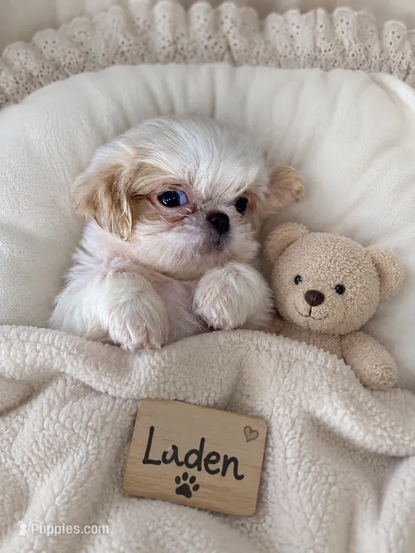 Laden – Shih Tzu puppy for sale in Grand Bay, AL