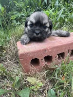 Happy, a male Shih Tzu for sale in Mobile, AL – 5 of 7