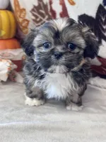 Whiskey, a male Shih Tzu for sale in Grand Bay, AL – 4 of 5