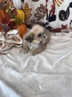Lolly, a female Shih Tzu for sale in Grand Bay, AL – 2 of 6
