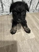 Schnuggles, a female Schnoodle for sale in Mobile, AL – 3 of 6
