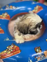 Jace, a male Shih Tzu for sale in Mobile, AL – 5 of 7