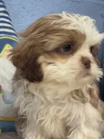 Joffery, a male Shih Tzu for sale in Mobile, AL – 3 of 6