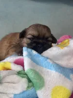 Tzu tzu, a female Shih Tzu for sale in Mobile, AL – Photo 3 of 3