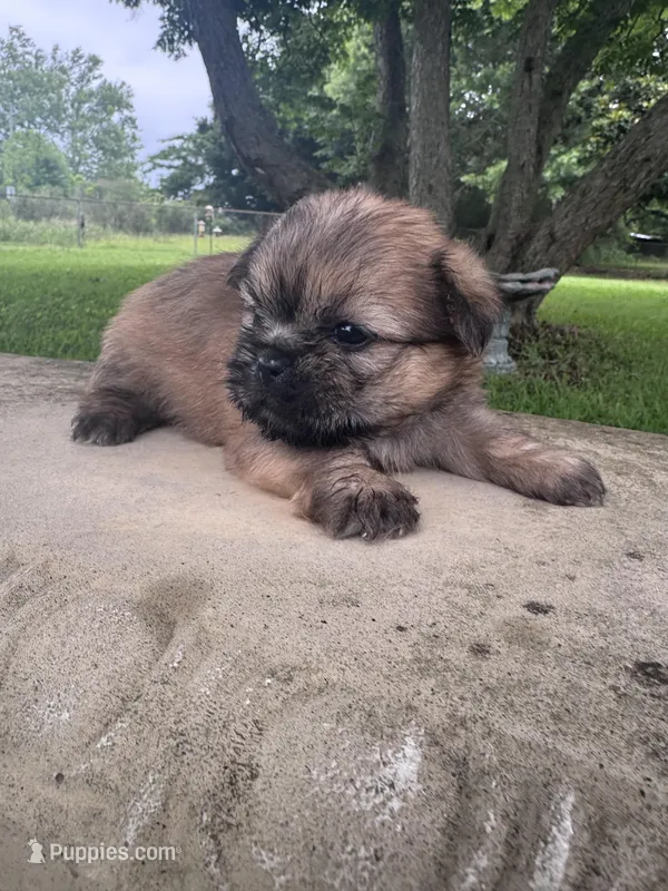 Tzu tzu – Shih Tzu puppy for sale in Mobile, AL