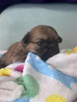 Tzu tzu, a female Shih Tzu for sale in Mobile, AL – Photo 2 of 3