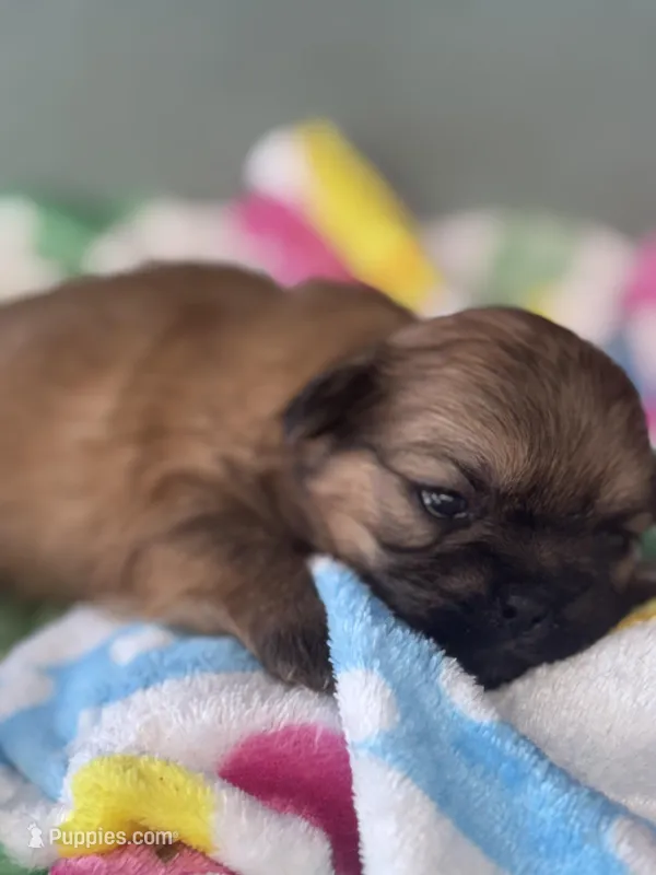 Tzu tzu – Shih Tzu puppy for sale in Mobile, AL