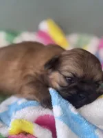 Tzu tzu, a female Shih Tzu for sale in Mobile, AL – Photo 1 of 3