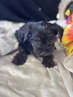 Rog, a male Yorkshire Terrier and Poodle - Toy  for sale in Grand Bay, AL – 5 of 5