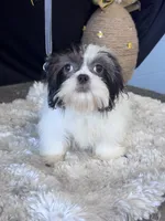 Della, a female Shih Tzu for sale in Grand Bay, AL – 2 of 5