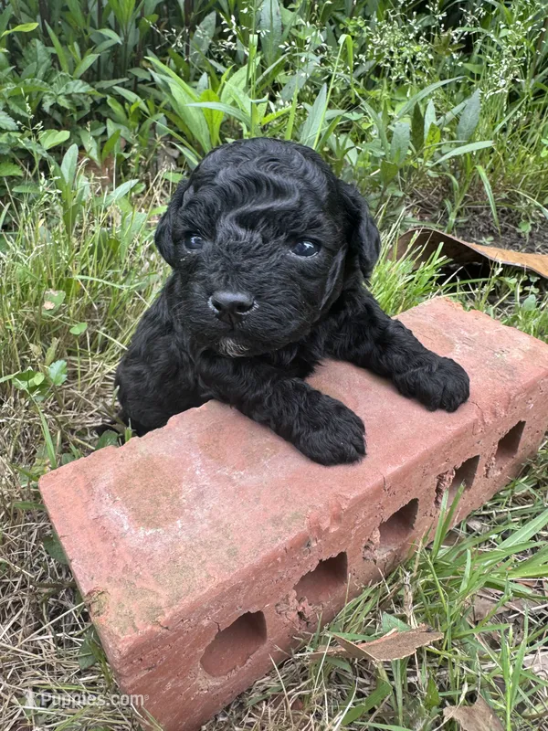 Ziggy – Poodle - Toy  puppy for sale in Mobile, AL