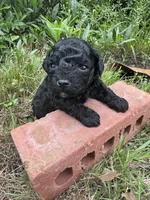 Ziggy, a male Poodle - Toy  for sale in Mobile, AL – 1 of 3