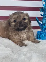 Dusty , a male Shih Tzu for sale in Mobile, AL – 3 of 3