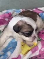 Bustelo, a male Shichon for sale in Mobile, AL – 6 of 6
