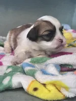 Bustelo, a male Shichon for sale in Mobile, AL – 3 of 6