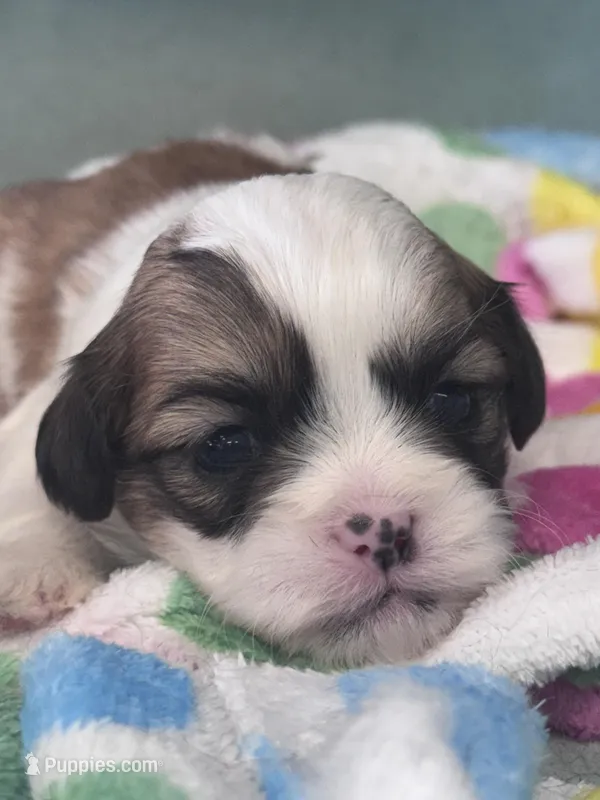 Bustelo – Shichon puppy for sale in Mobile, AL