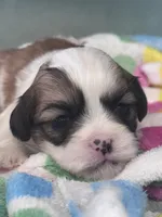 Bustelo, a male Shichon for sale in Mobile, AL – 1 of 6